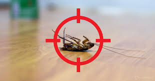 how to get rid of roaches from your