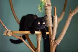 6 diy cat trees to enrich your kitty s life