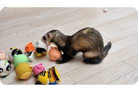 ferret toys the best homemade diy toys
