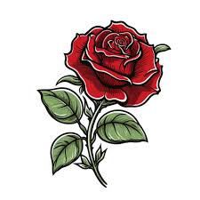 black rose flower ilration 24383233