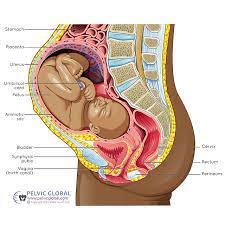 pregnancy effect on the pelvic floor