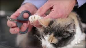 how to safely trim a cat s nails vet