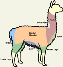 Activity For Alpaca Vs Llama What Are The Differences