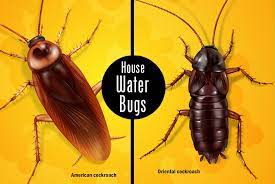 Water Bugs In Your House Here S What