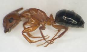 carpenter ants oklahoma state university