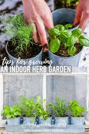 Growing Herbs Indoors Longbourn Farm