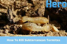 subterranean termites