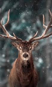 deer in snow hd phone wallpaper