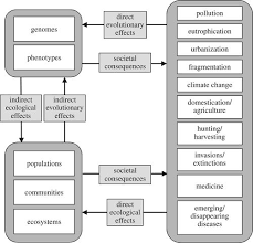 Human Influences On Evolution And The Ecological And