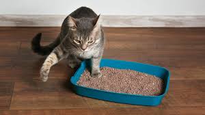 silica cat litter vs skoon cat litter