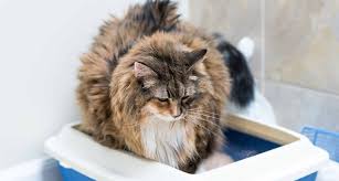 old cat diarrhea causes for diarrhea