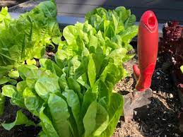 best types for growing vegetables and herbs