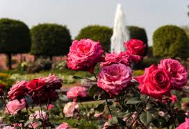 mughal gardens in delhi to open for