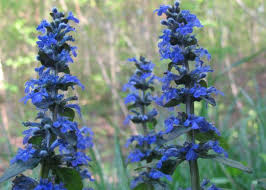 Blue perennial flowers zone 6. Perennials That Love Shade Diy