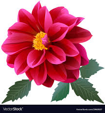 red dahlia royalty free vector image