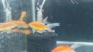 carius auratus orange aquarium gold