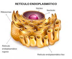 qué es el retículo endoplasmático