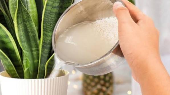 Có nên dùng nước vo gạo tưới cây trực tiếp? - Báo Quảng Ninh điện tử