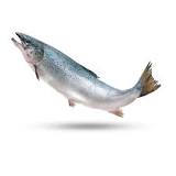 What kind of fish is ocean trout?