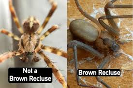 Check spelling or type a new query. How To Identify A Brown Recluse Spider Plunkett S Pest Control