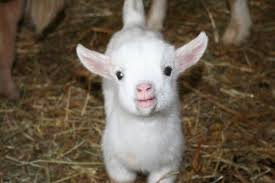 Find many great new & used options and get the best deals for pygmy goats as pets. Pin On Animals