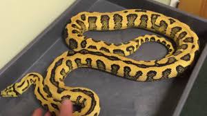jungle jag carpet python update you