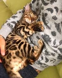 Plus, submit your claims in just seconds by simply uploading a photo of the vet bill through our mobile app or online. Pin By Saturnino Lopes Filho On Gatos Cat Has Fleas Bengal Cat Fancy Cats