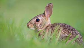 rabbit repellent natural options in