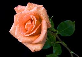 Peach is a color that is named for the pale color of the interior flesh of the peach fruit. Picture Roses Pink Color Drops Flowers Closeup Black Background
