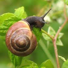 slugs and snails from your home garden