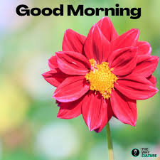 Nature play a very important role in our life, when we saw beautiful things then we feel good and focus on work. Beautiful Good Morning Images With Flowers Good Morning Pictures