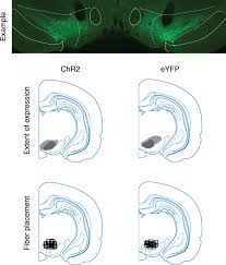 dopamine transients do not act as model