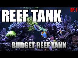 Lighting Your Budget Reef Tank What Lights Should You Consider And Why Youtube