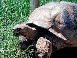 giant tortoise rapid city attraction
