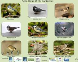 Le plumage est banal, sans caractère saillant et il n'y a pas de dimorphisme sexuel. Oiseaux Identification Www Faune Charente Maritime Org