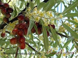 It is drought and salt tolerant, and works well as a shelterbelt species. Russian Olive Tree Elaeagnus Angustifolia