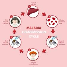 Voyez quels symptômes peuvent indiquer cette infection le paludisme est une maladie infectieuse transmise par la piqûre du moustique femelle. Malaria Transmission Cycle And Symptom Information Infographic Free Vectors