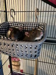 rat bed hammock hanging basket warm