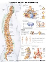 Anatomical Chart Company 9781587794438 Mckesson Medical
