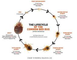 How Long Can Bed Bugs Live Without A Meal