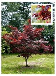 You're still better off producing your own organic super soil and 420 fertilizer, but these can work in their absence. Five Great Japanese Maples For Small Gardens New Ferndale Website Sheffield