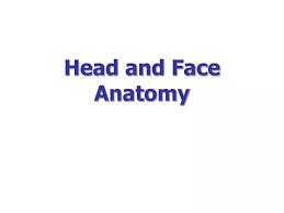 face anatomy powerpoint presentation