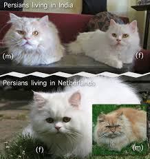 They are black in colour with a large and long body with gold or copper eyes. Comparing Indian And Dutch Persian Cats Poc
