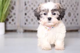 See teddybear puppies for sale at denning farms, a teddybear breeder. Teddy Bear Shichon Puppies For Sale Puppies Online Oh
