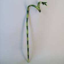 artificial lucky curly bamboo
