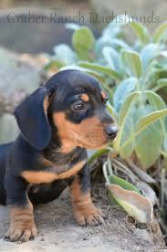 With their breeder, waiting for you! Welcome To Graber Ranch Dachshunds