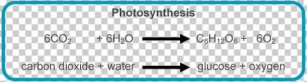 Photosynthesis Equation Chloroplast