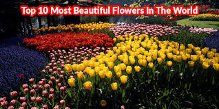 top 15 most beautiful flowers in the world
