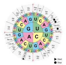Rna Who Created The Codon Wheel Chart Not As A Table