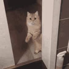 Cat Door Gifs Tenor